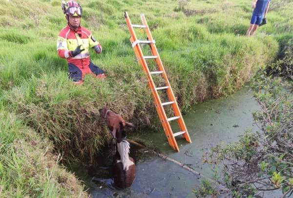 As&iacute; fue el rescate de un caballo en el sur de Quito.