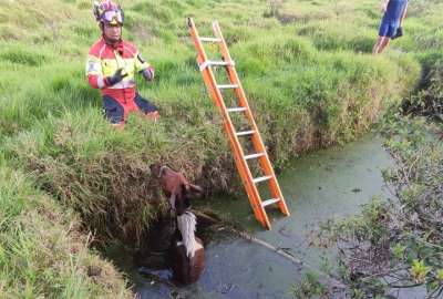 As&iacute; fue el rescate de un caballo en el sur de Quito.