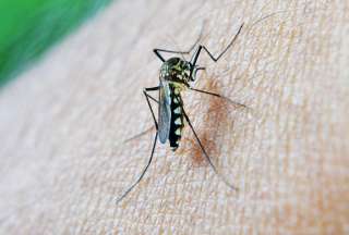 Malaria en la Amazon&iacute;a: 5 recomendaciones para evitar la enfermedad