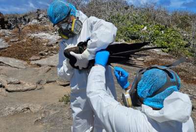 El Gobierno implementa acciones para evitar la propagaci&oacute;n de la influenza aviar en las Islas Gal&aacute;pagos.
