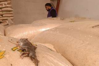 Cuenca: Arcsa clausura envasadora de alimentos tras encontrar roedores muertos sobre los quintales de arroz