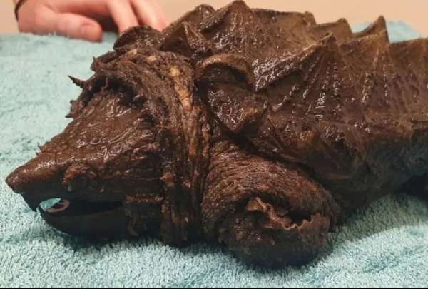 Encuentran una tortuga caim&aacute;n a miles kil&oacute;metros de distancia de su hogar
