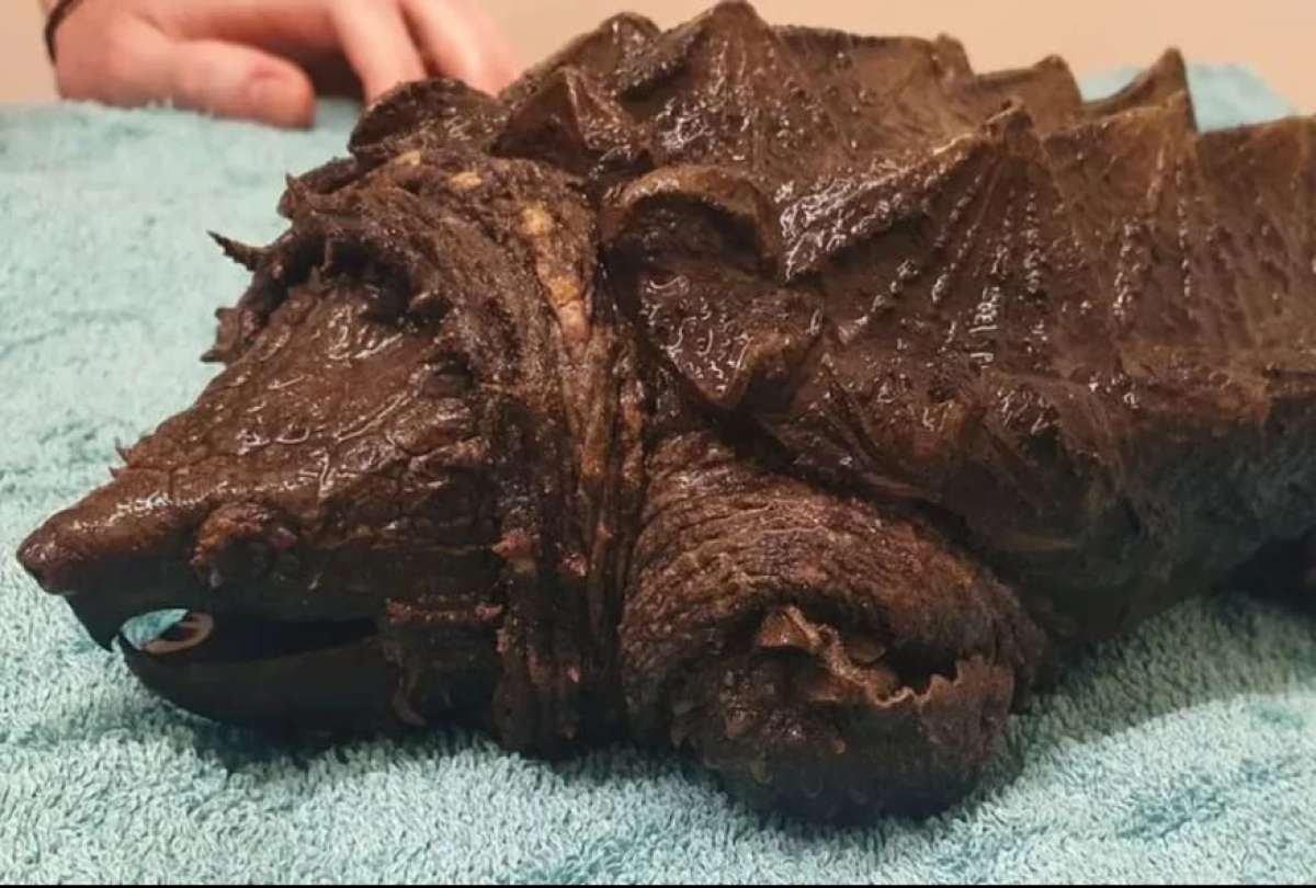 Encuentran una tortuga caimán a miles kilómetros de distancia de su hogar