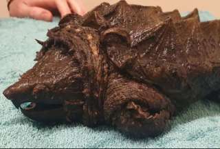 Encuentran una tortuga caim&aacute;n a miles kil&oacute;metros de distancia de su hogar