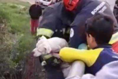 Bomberos de Quito rescataron a un perro que cay&oacute; en una quebrada
