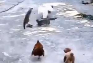 Un gatito fue defendido por toda la ganja tras el ataque de un ganso