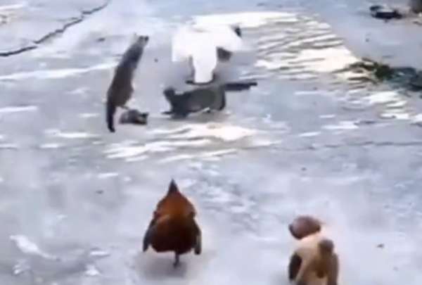 Un gatito fue defendido por toda la ganja tras el ataque de un ganso