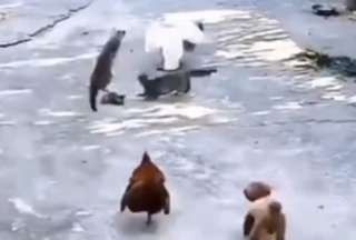 VIRAL: &iexcl;Solidaridad animal! Toda la ganja sali&oacute; en defensa del gatito
