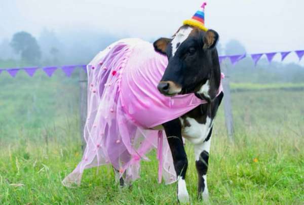 Mar&iacute;a Patricia, una vaca, festej&oacute; su cumplea&ntilde;os con pastel, globos y un vestido rosa. 