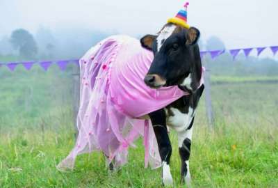 Una vaca viral festej&oacute; &ldquo;sus 15&rdquo;