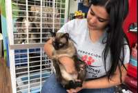 Los amantes de los gatos podrán adoptar uno en la plaza Guayarte, en Guayaquil.