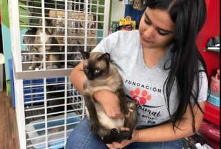 Una nueva jornada de adopci&oacute;n se realizar&aacute; en Guayaquil