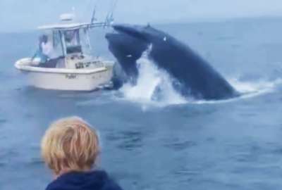Una ballena destruy&oacute; una embarcaci&oacute;n en Estados Unidos. 
