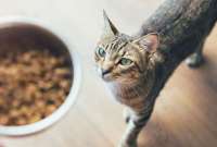 En Estados Unidos, una alerta motivó el retiro de un lote de alimento para gatos de la venta al público. 