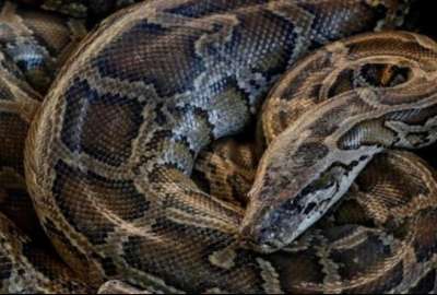 Serpiente de siete metros atac&oacute; a una mujer en Indonesia.