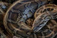 Serpiente de siete metros atacó a una mujer en Indonesia.