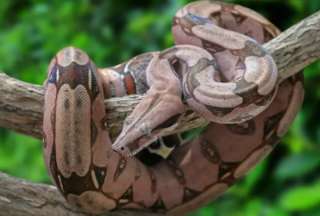 Hallan una boa constrictor en el equipaje de un bus en Zaruma