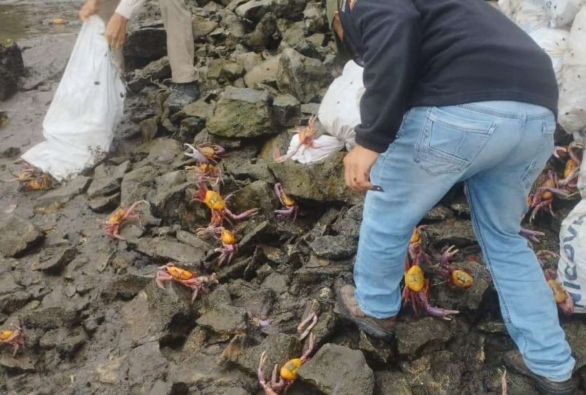 M&aacute;s de 1.100 cangrejos rojos fueron regresados a su h&aacute;bitat