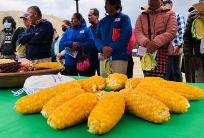 En el Ecuador se desarroll&oacute; una nueva variedad de ma&iacute;z