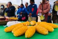 En el Ecuador se desarroll&oacute; una nueva variedad de ma&iacute;z