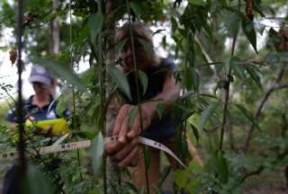 Descubren bosque perdido de Scalesia en Gal&aacute;pagos