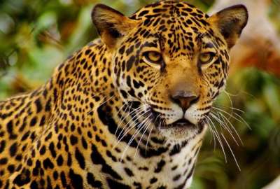 Este proyecto se centrar&aacute; en reducir las amenazas a la fauna silvestre en Ecuador.