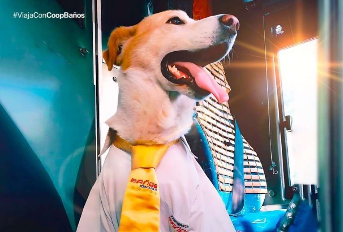 Un perrito es la sensaci&oacute;n en la Cooperativa de Transporte Ba&ntilde;os