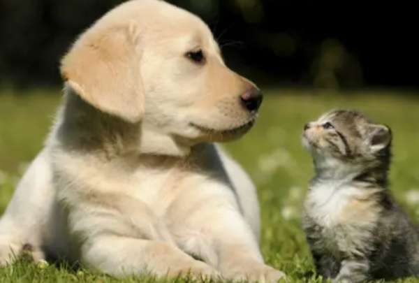 El Ministerio de Salud iniciar&aacute; una campa&ntilde;a de vacunaci&oacute;n gratuita para animales de compa&ntilde;&iacute;a.