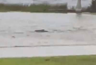 Un tibur&oacute;n en medio de un vecindario en Florida