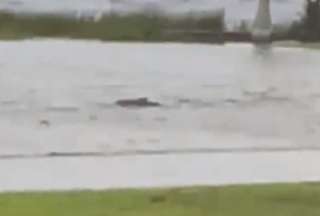 Un tibur&oacute;n en medio de un vecindario en Florida