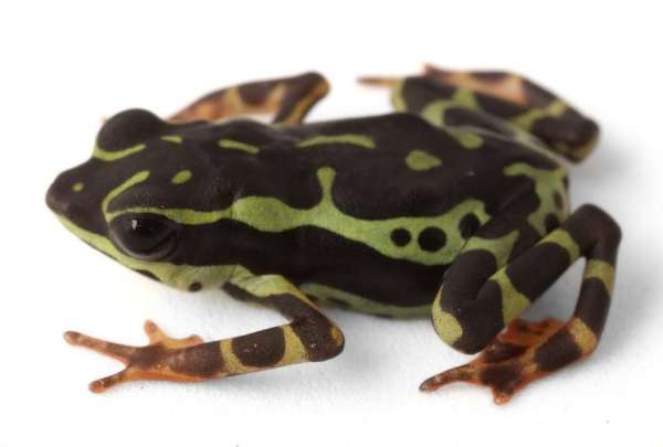 Ecuador descubre a una nueva especie: &iexcl;Atelopus colomai est&aacute; aqu&iacute;!