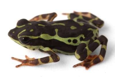 Ecuador descubre a una nueva especie: &iexcl;Atelopus colomai est&aacute; aqu&iacute;!