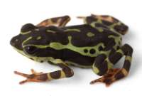 Ecuador descubre a una nueva especie: &iexcl;Atelopus colomai est&aacute; aqu&iacute;!