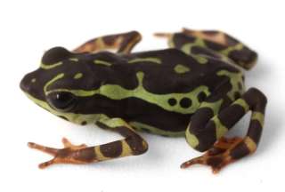 Ecuador descubre a una nueva especie: &iexcl;Atelopus colomai est&aacute; aqu&iacute;!