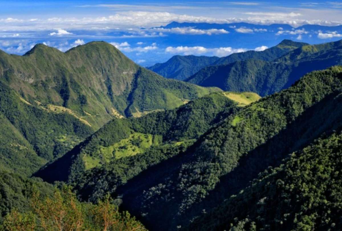 Conozca más sobre las especies de plantas amenazadas en la cordillera montañosa de Centinela.