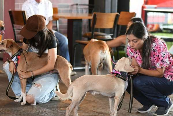 La Direcci&oacute;n de Bienestar Animal de Guayaquil indic&oacute; que han rescatado 2.096 mascotas desde mayo de 2023 a mayo de 2024. 