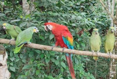 Una persona fue detenida por posesi&oacute;n de fauna silvestre