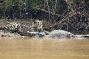 Un jaguar es captado mientras caza un caim&aacute;n. 