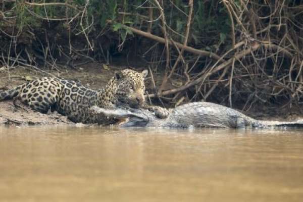 Un jaguar es captado mientras caza un caim&aacute;n. 