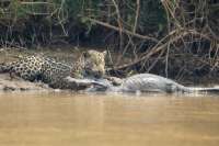 Un jaguar es captado mientras caza un caimán.