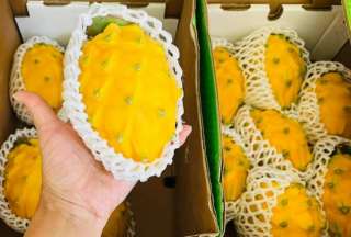 Ecuador: Tr&aacute;fico de drogas en pitahaya: Dictan prisi&oacute;n preventiva para 13 procesados