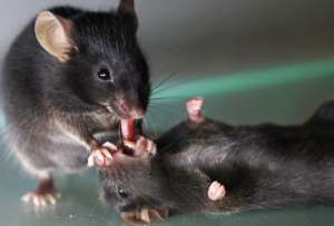  Un estudio de la Universidad del Sur de California revela que los roedores utilizan maniobras similares a la respiraci&oacute;n boca a boca.