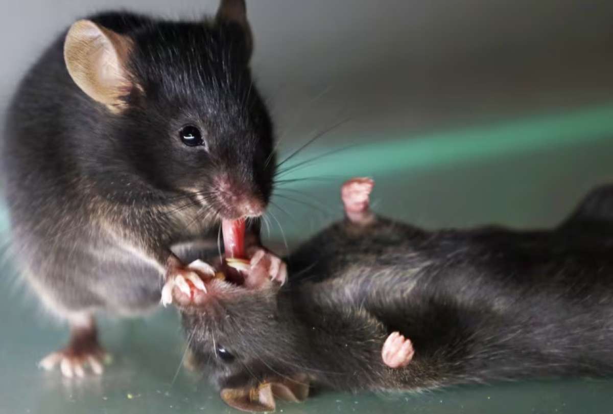  Un estudio de la Universidad del Sur de California revela que los roedores utilizan maniobras similares a la respiraci&oacute;n boca a boca.