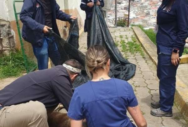UBA tomó procedimiento en El Panecillo por presencia de manadas de perros que mordieron a turistas.