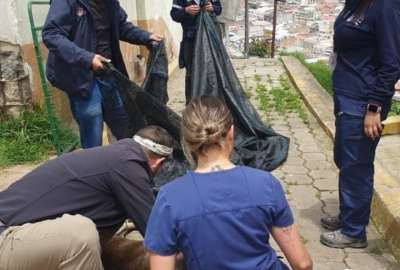 UBA tom&oacute; procedimiento en El Panecillo por presencia de manadas de perros que mordieron a turistas. 