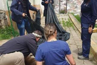 Quito: &iquest;C&oacute;mo se trata a las manadas de perros agresivos en las calles?