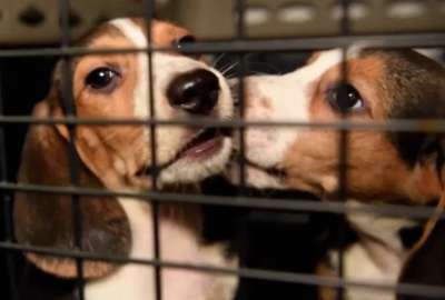 Cachorros beagle eran vendidos a laboratorios cient&iacute;ficos