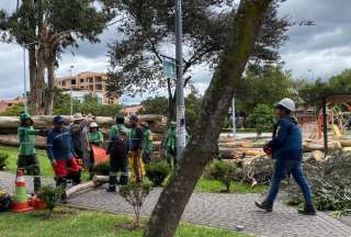 Dos ni&ntilde;os mueren tras la ca&iacute;da de un &aacute;rbol en Cuenca