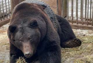 Liberan a un oso que qued&oacute; atrapado en un neum&aacute;tico en Rusia