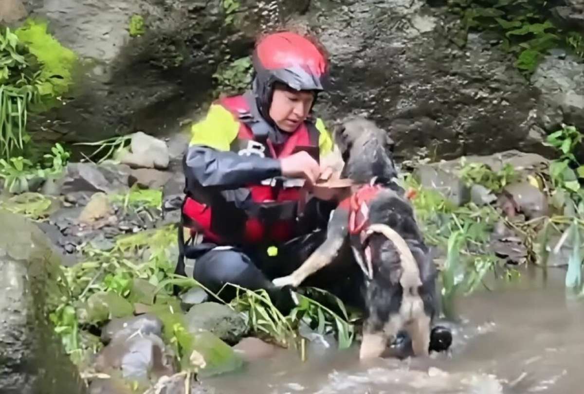 Aplanchado, el tierno can que quedó atrapado de un lado del río en Quito fue rescatado. 